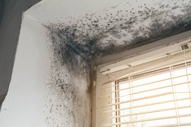Trusted Commercial Mold Remediation service in Louisville, IL - Cheap Mold Removal