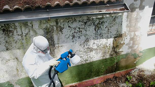 Trusted Crawl Space Mold Removal service in Louisville, IL - Cheap Mold Removal
